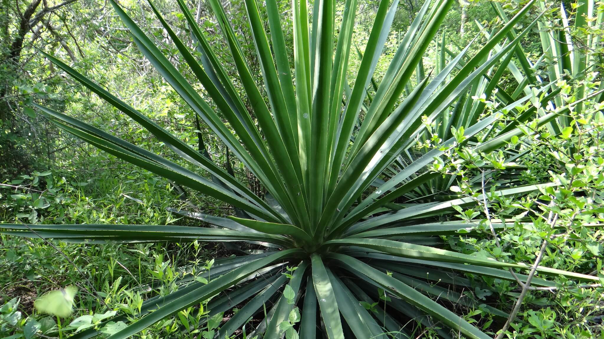 Agave vivipara